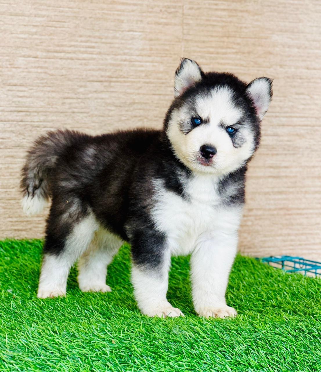 Buy Vaccinated  Siberian Husky Puppy from Goa